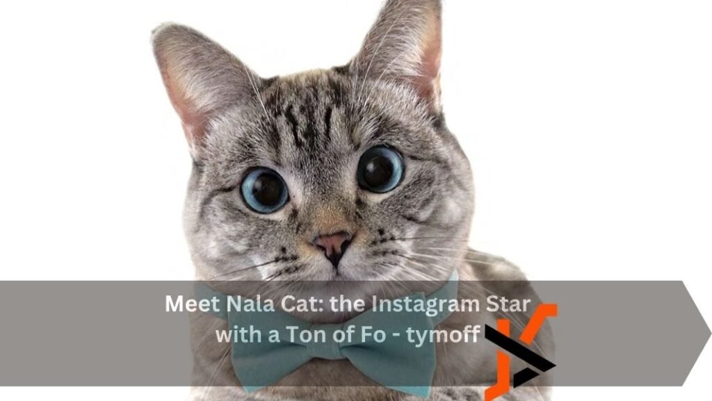 Meet Nala Cat the Instagram Star with a Ton of Fo - tymoff