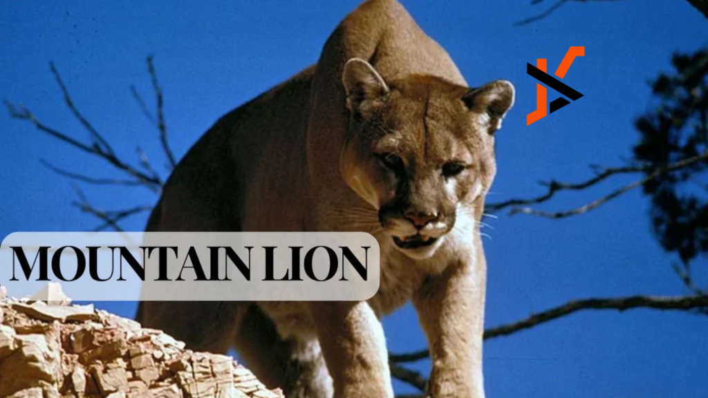 Mountain Lion Killed in Oceanside