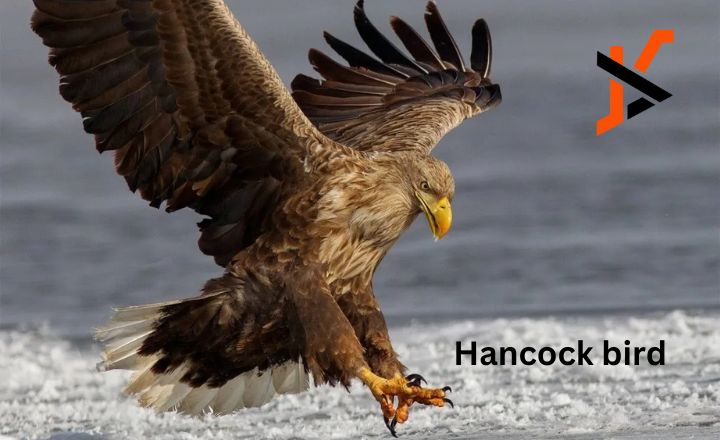 Hancock bird