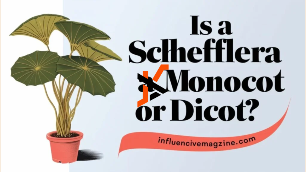 is a schefflera a monocot or dicot