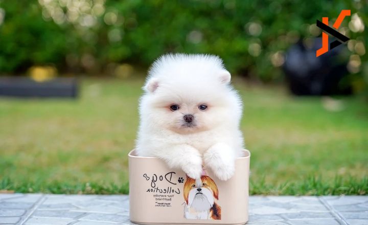 Teacup Pomeranian