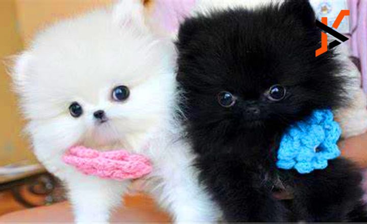 Teacup Pomeranian