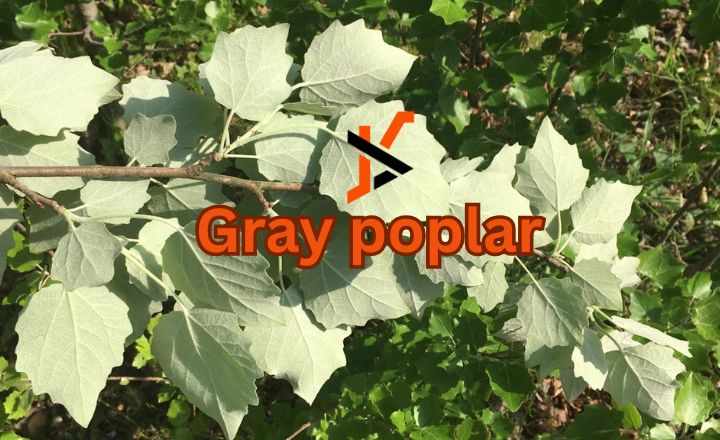 Dropshipping gray poplar