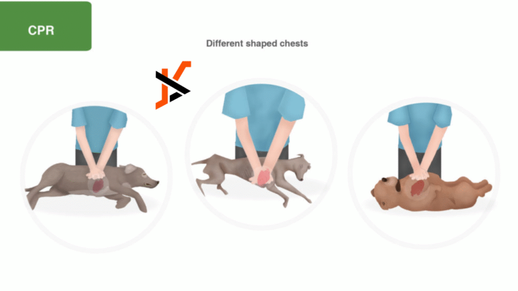 Pet First Aid and CPR: What Every Pet Owner Should Know