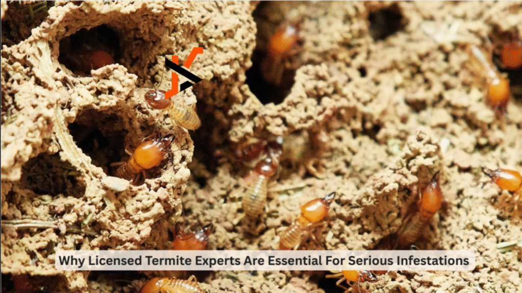 Why Licensed Termite Experts Are Essential For Serious Infestations