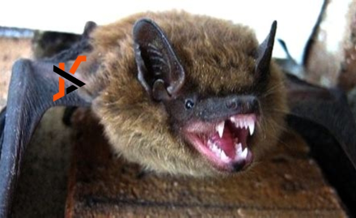 what does a bat bite look like