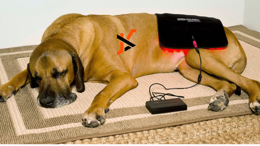 Red Light Therapy for Health, Pets, and Skin