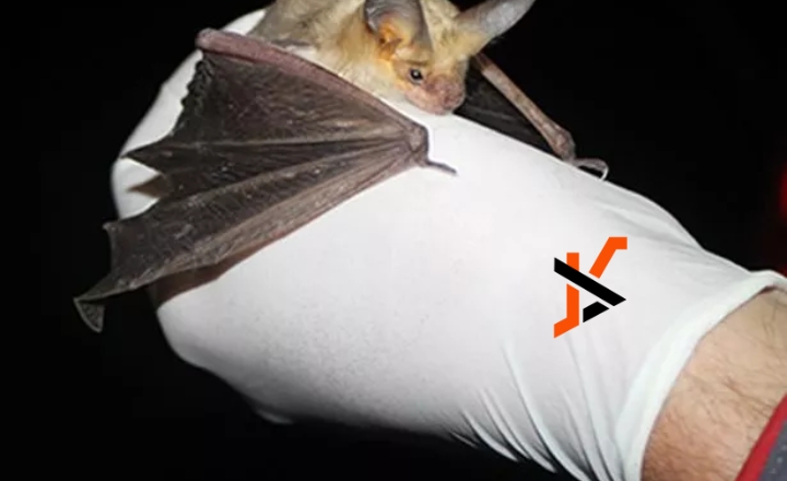 what does a bat bite look like