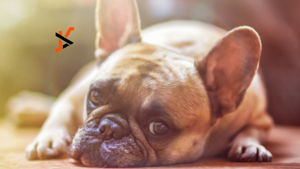 Healthier Litters, Stronger Reputations: DNA-Guided Breeding for French Bulldogs