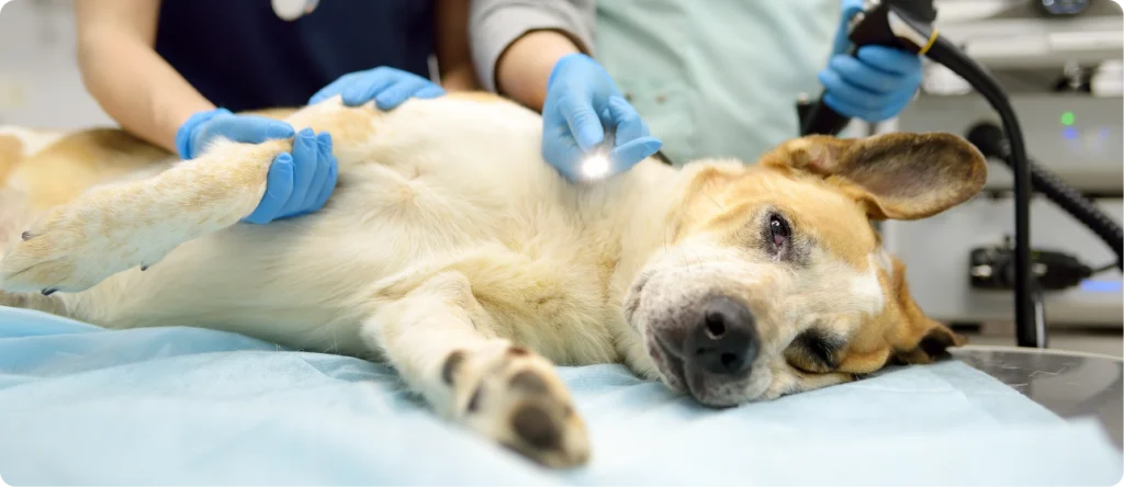 Veterinary Endoscopy: A Modern Breakthrough in Pet Health Care