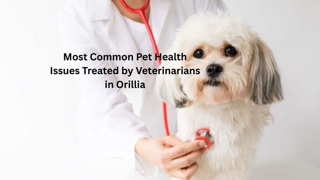 Most Common Pet Health Issues Treated by Veterinarians in Orillia Most Common Pet Health Issues Treated by Veterinarians in Orillia