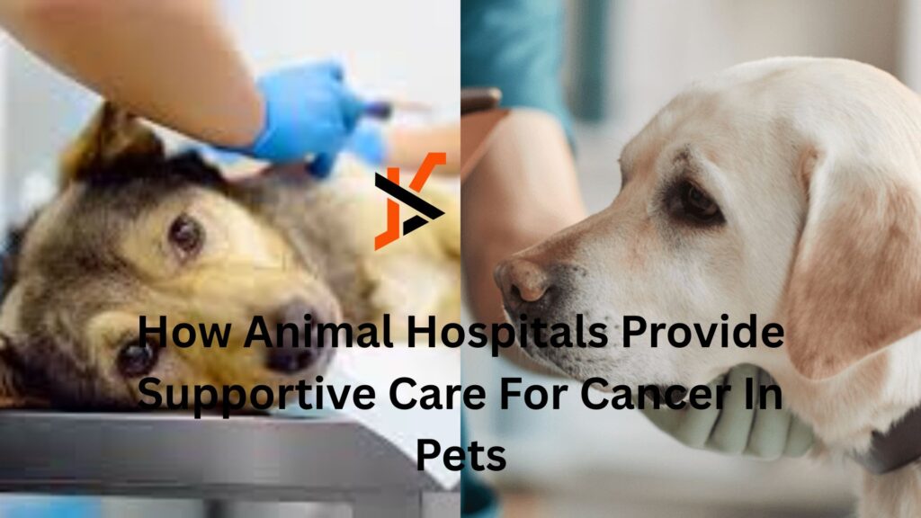 How Animal Hospitals Provide Supportive Care For Cancer In Pets