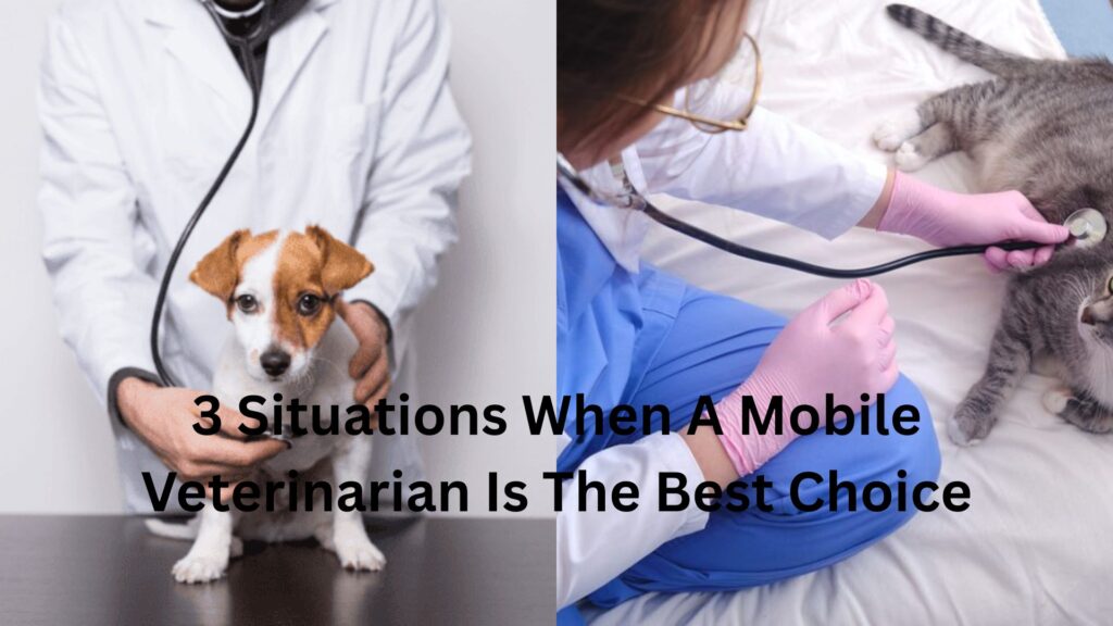 3 Situations When A Mobile Veterinarian Is The Best Choice 3 Situations When A Mobile Veterinarian Is The Best Choice