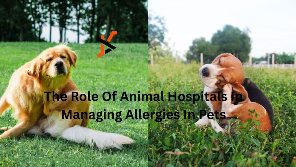 The Role Of Animal Hospitals In Managing Allergies In Pets The Role Of Animal Hospitals In Managing Allergies In Pets