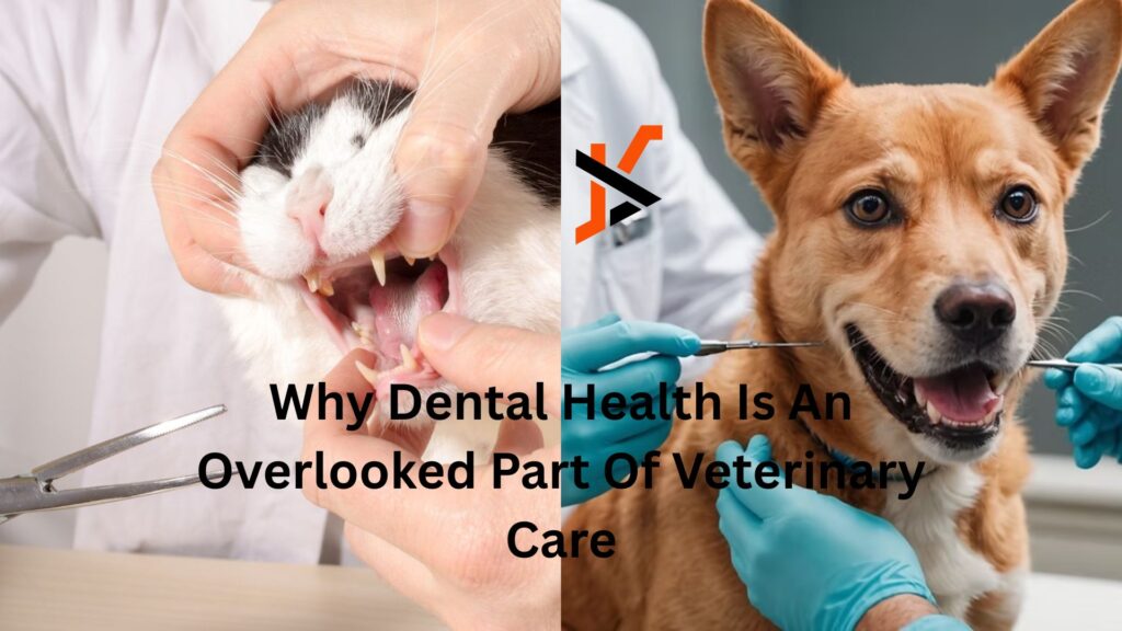 Why Dental Health Is An Overlooked Part Of Veterinary Care Why Dental Health Is An Overlooked Part Of Veterinary Care