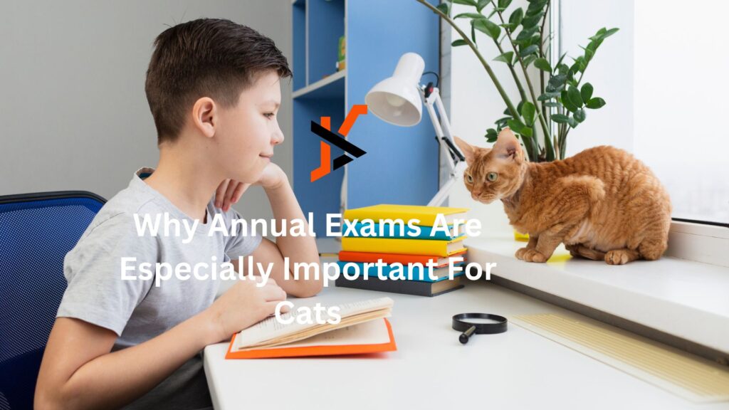 Why Annual Exams Are Especially Important For Cats Why Annual Exams Are Especially Important For Cats