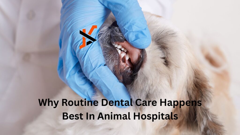 Why Routine Dental Care Happens Best In Animal Hospitals