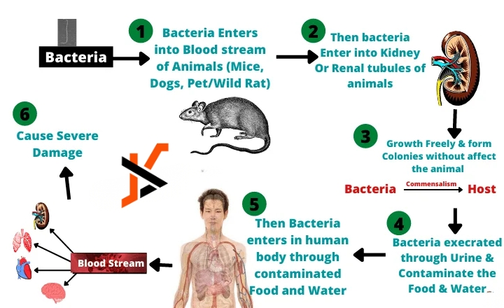 how are laturedrianeuro