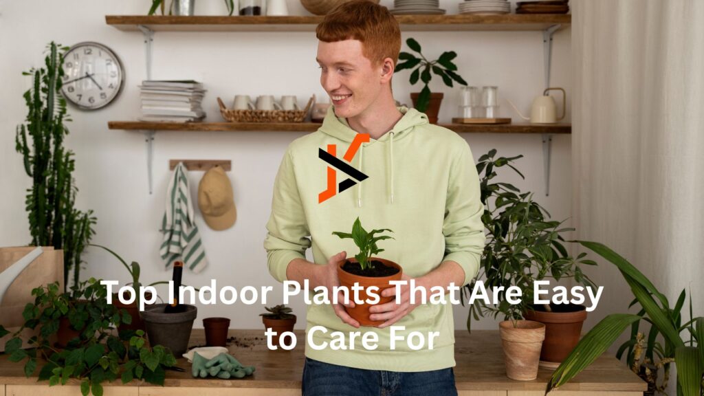 Top Indoor Plants That Are Easy to Care For